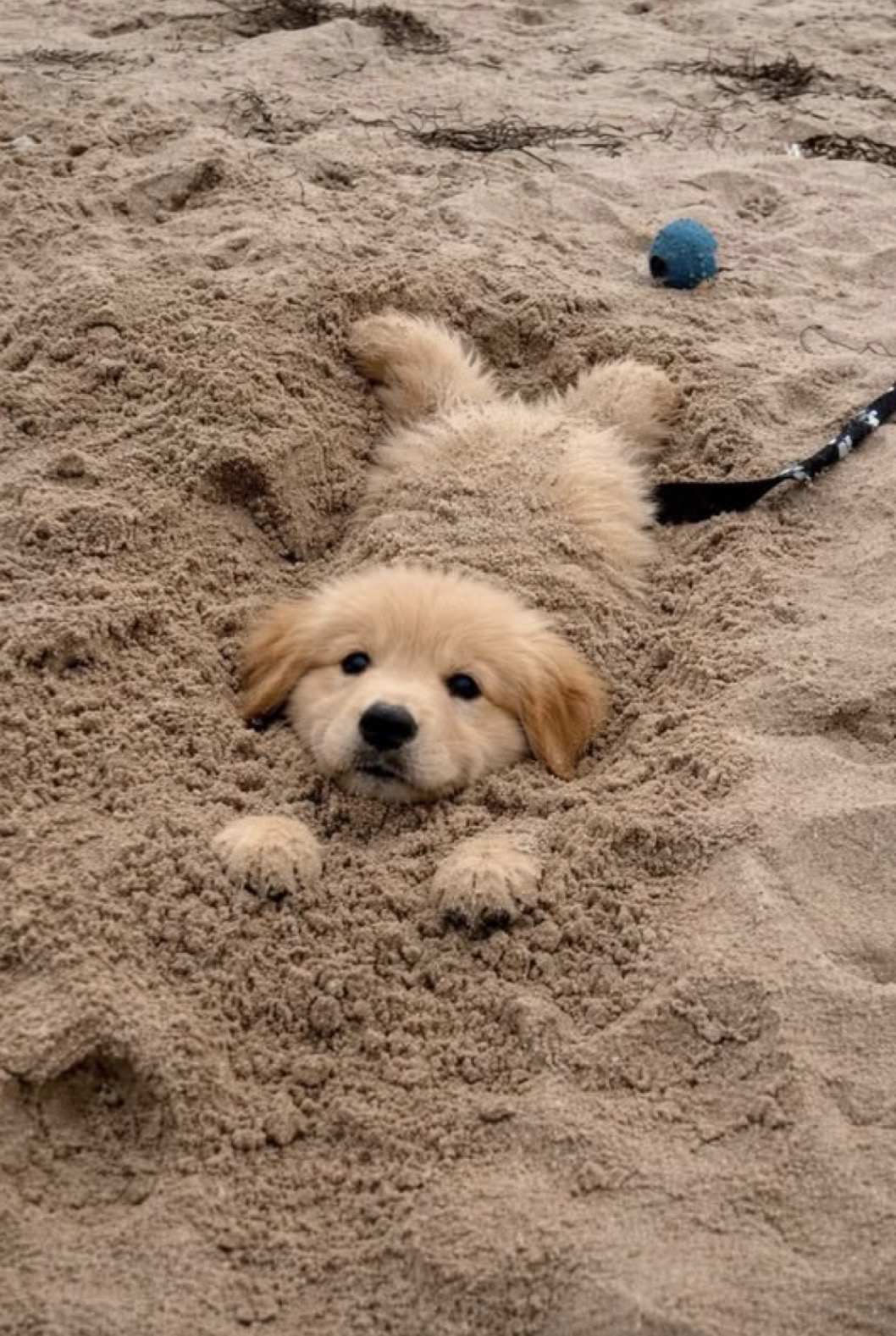 Chiot golden retriever qui joue dans le sable