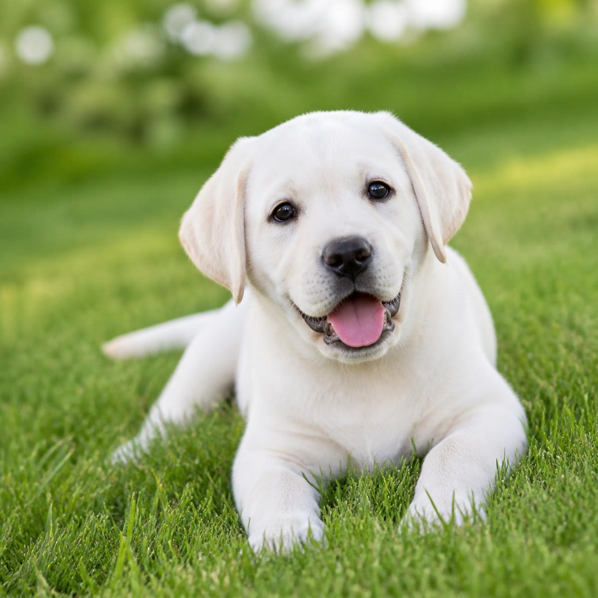 Chiot labrador crème allongé dans l'herbe