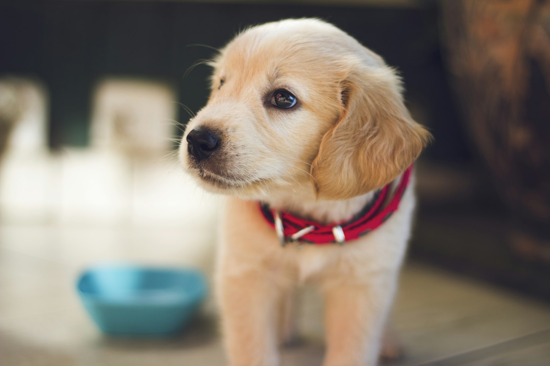 Chiot golden retriever curieux près de sa gamelle